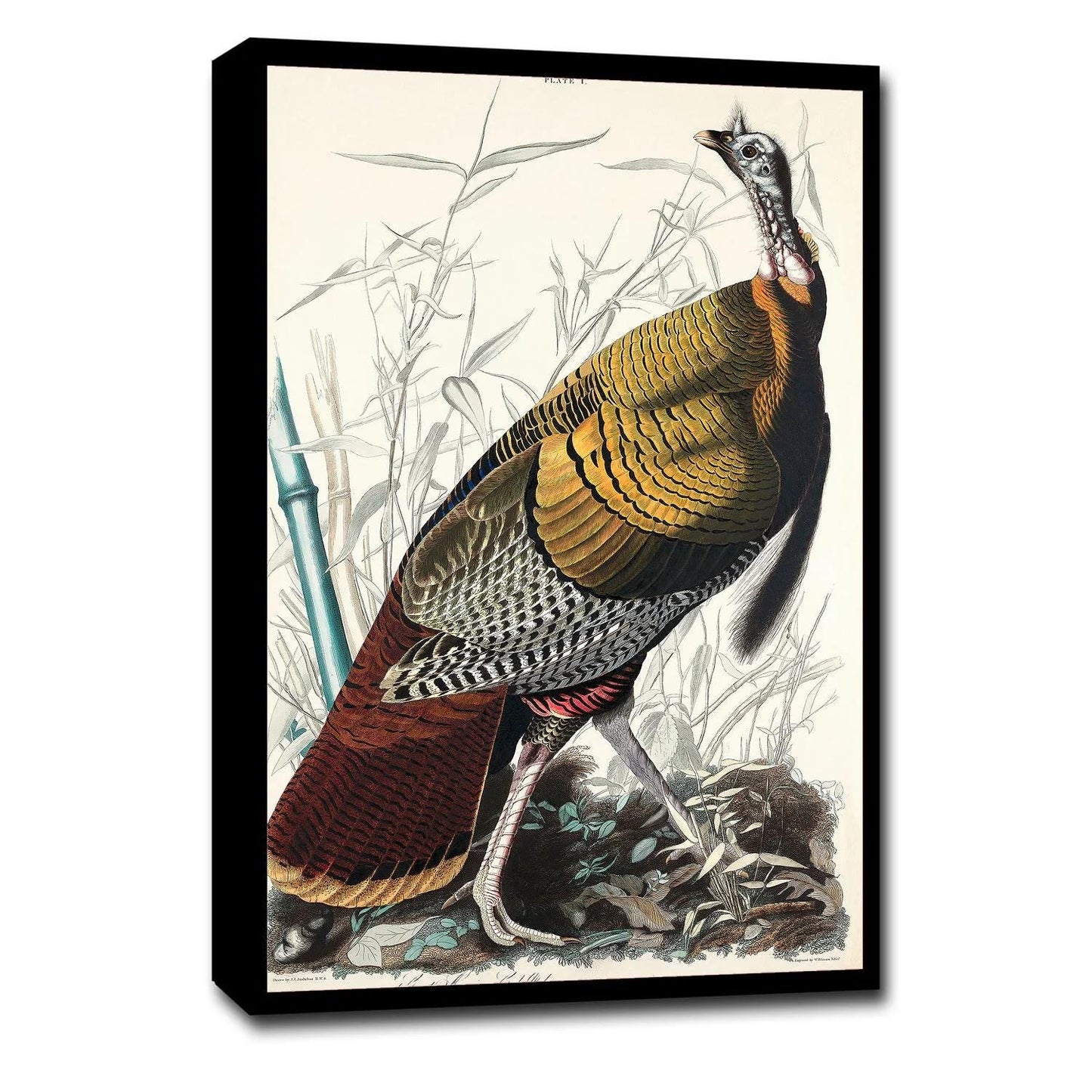AA-Wild Turkey or Great American Cock by John J. Audubon