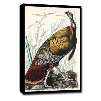 AA-Wild Turkey or Great American Cock by John J. Audubon