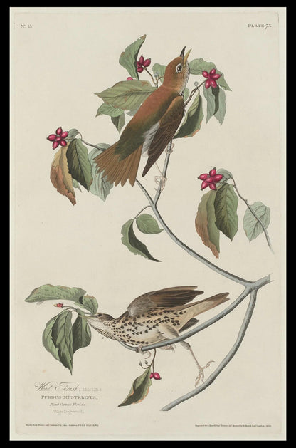 AA-Wood Thrush by John J. Audubon