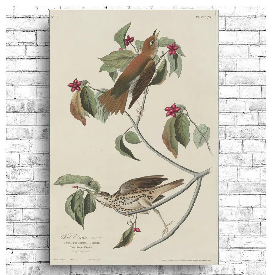AA-Wood Thrush by John J. Audubon