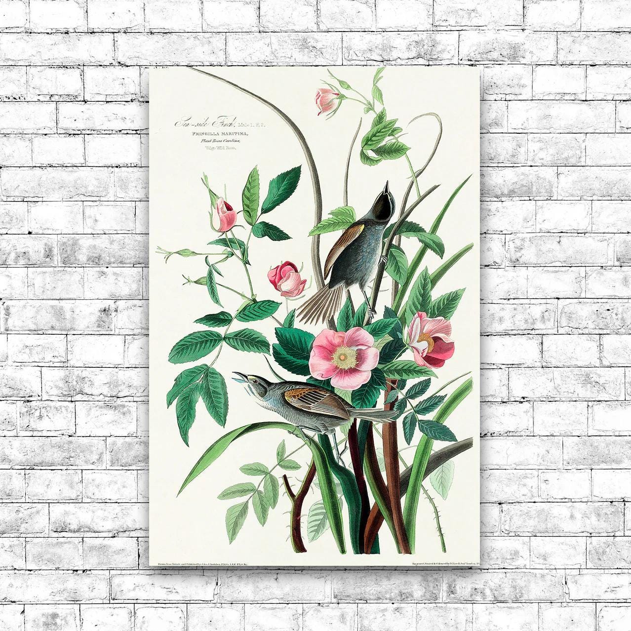 Seaside Finch by John J. Audubon