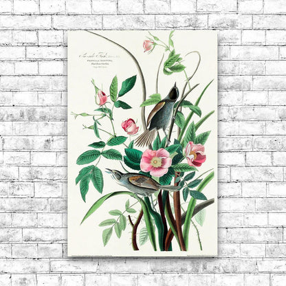Seaside Finch by John J. Audubon