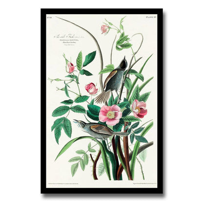 Seaside Finch by John J. Audubon