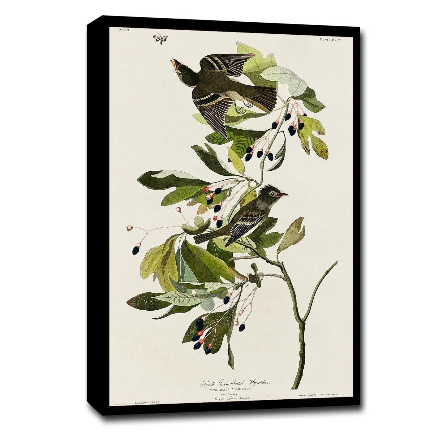 A-Small Green Crested Flycatcher by John J. Audubon