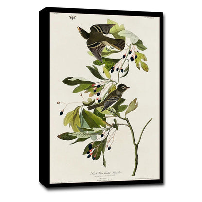 A-Small Green Crested Flycatcher by John J. Audubon