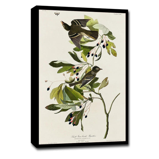 A-Small Green Crested Flycatcher by John J. Audubon