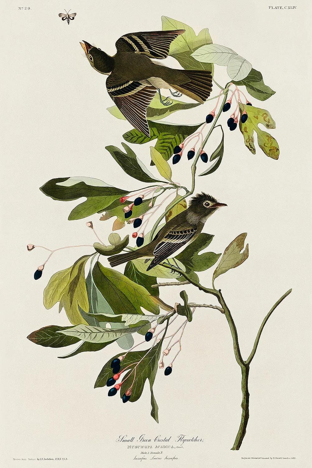 Illustration of birds perched on a branch with leaves and berries