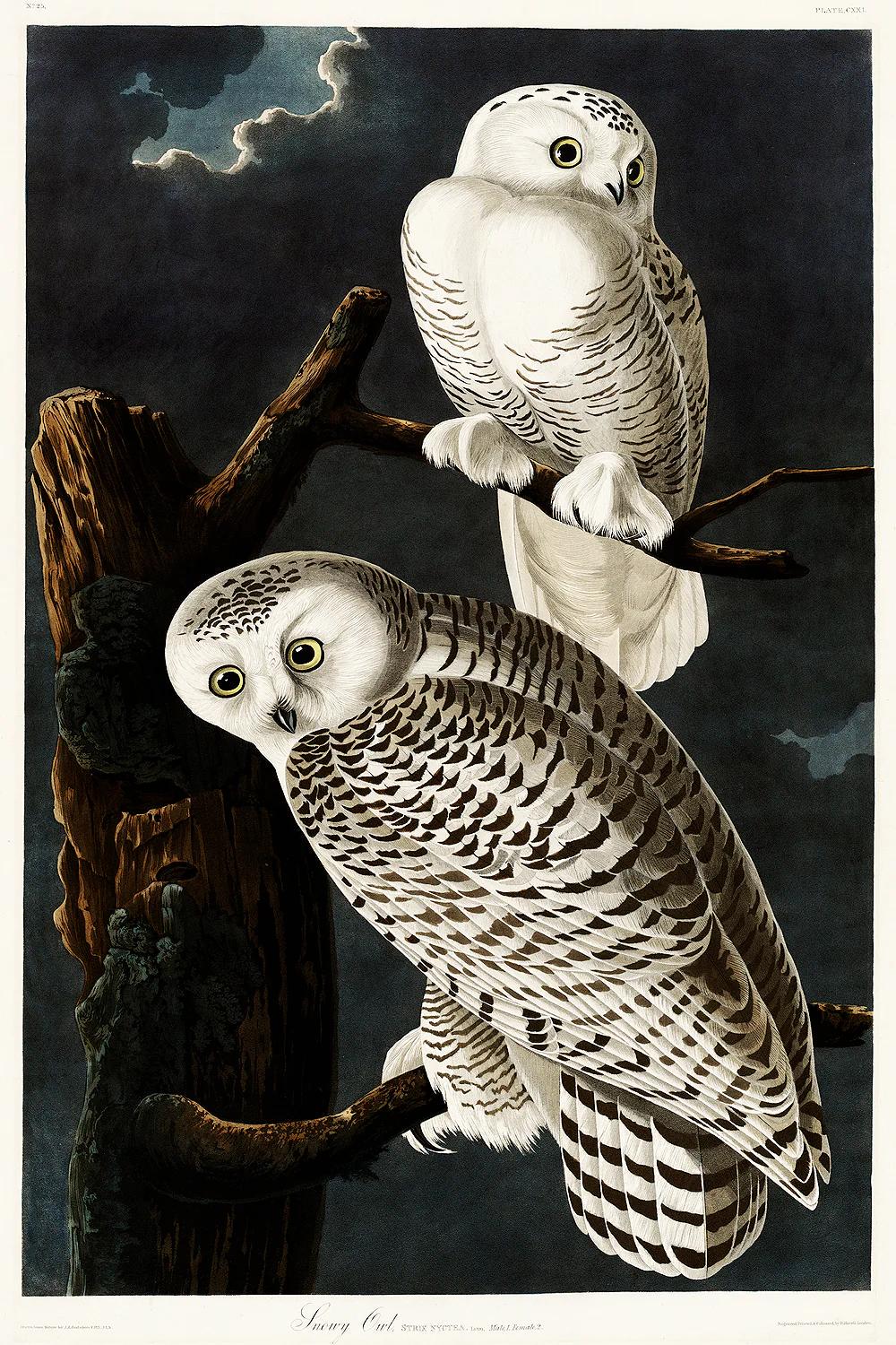 Two snowy owls perched on branches against a dark background