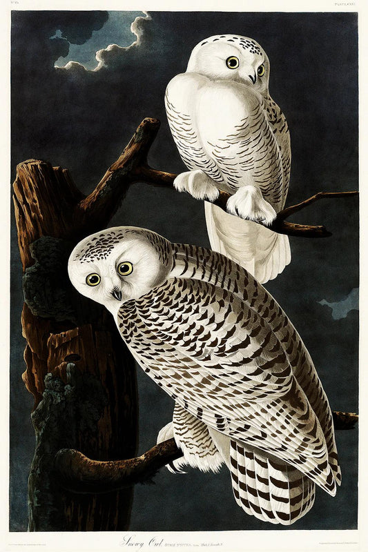 Two snowy owls perched on branches against a dark background