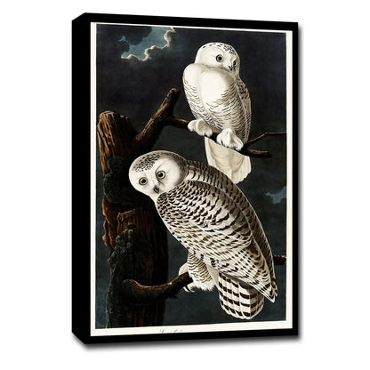 Snowy Owl by John J. Audubon