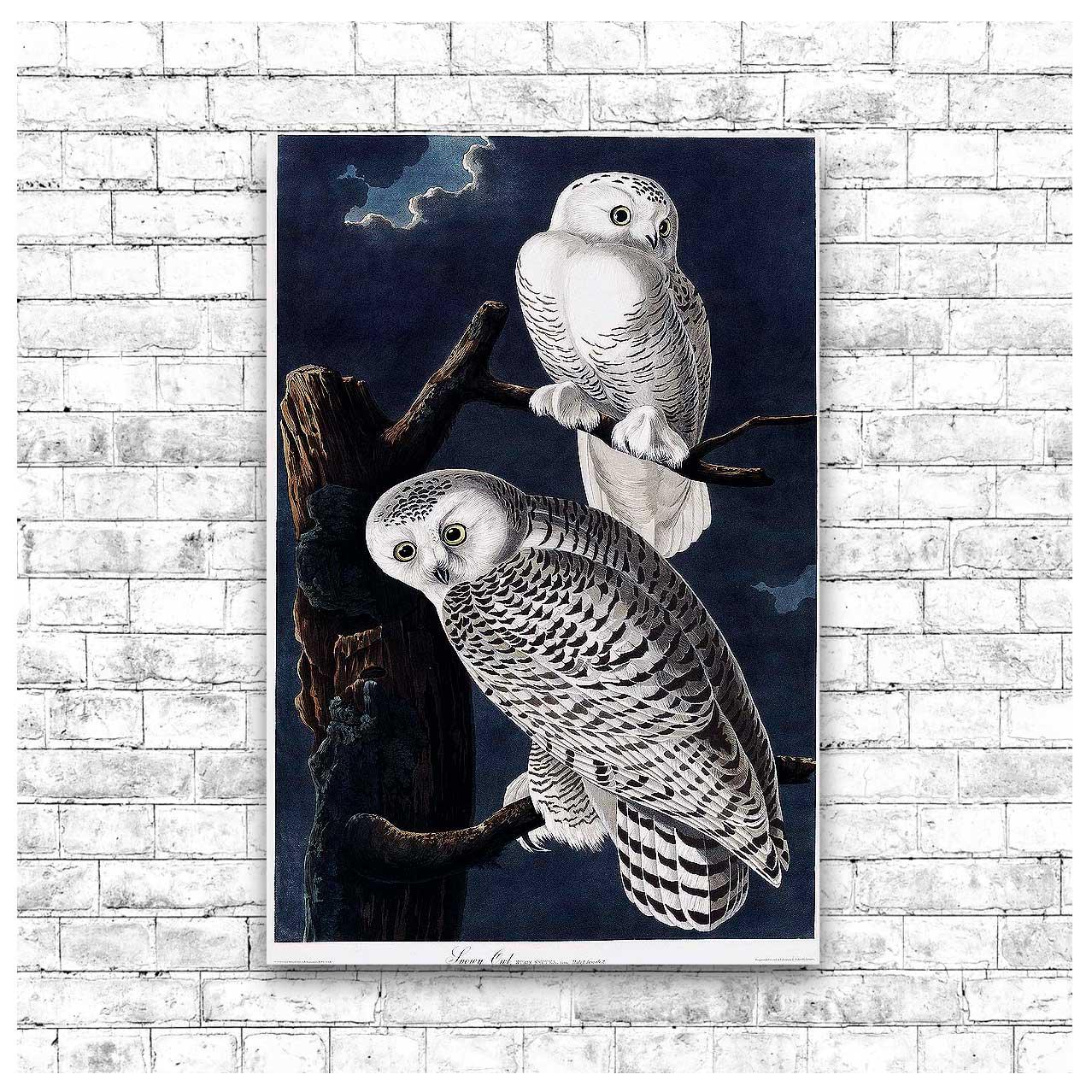 Snowy Owl by John J. Audubon