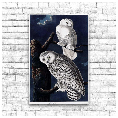 Snowy Owl by John J. Audubon