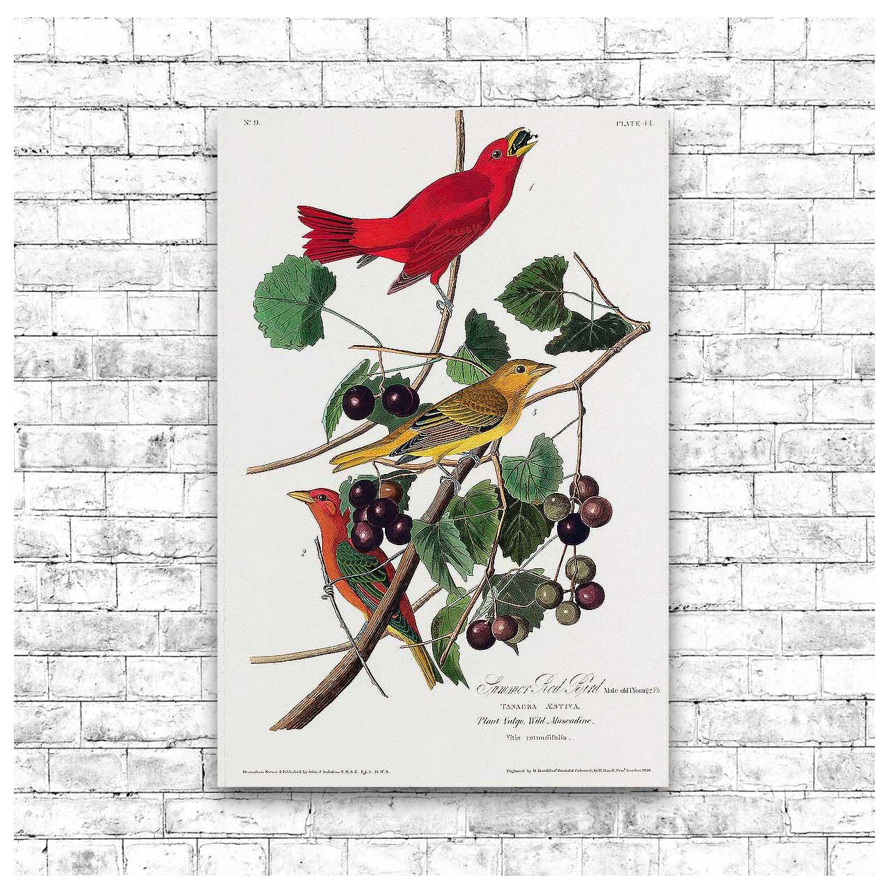 Summer Red Bird by John J. Audubon