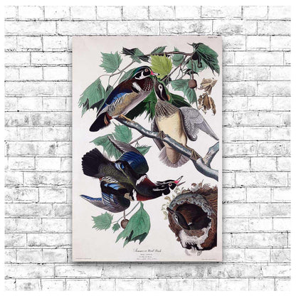 Summer, or Wood Duck by John J. Audubon )