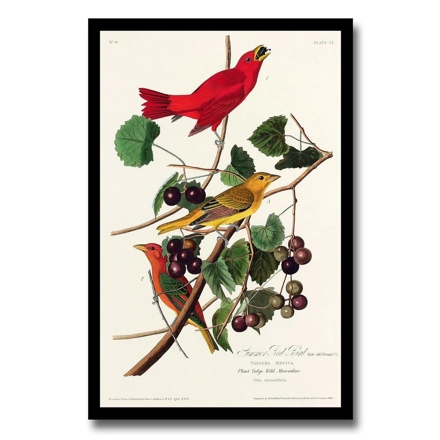 Summer, or Wood Duck by John J. Audubon )