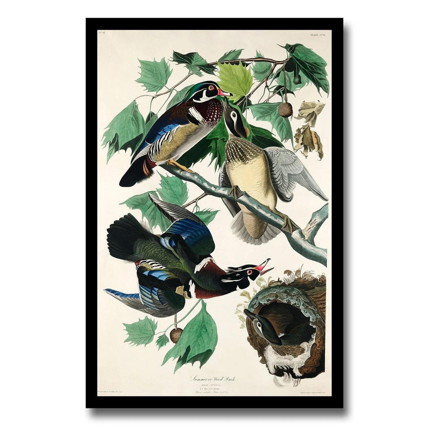 Summer, or Wood Duck by John J. Audubon )