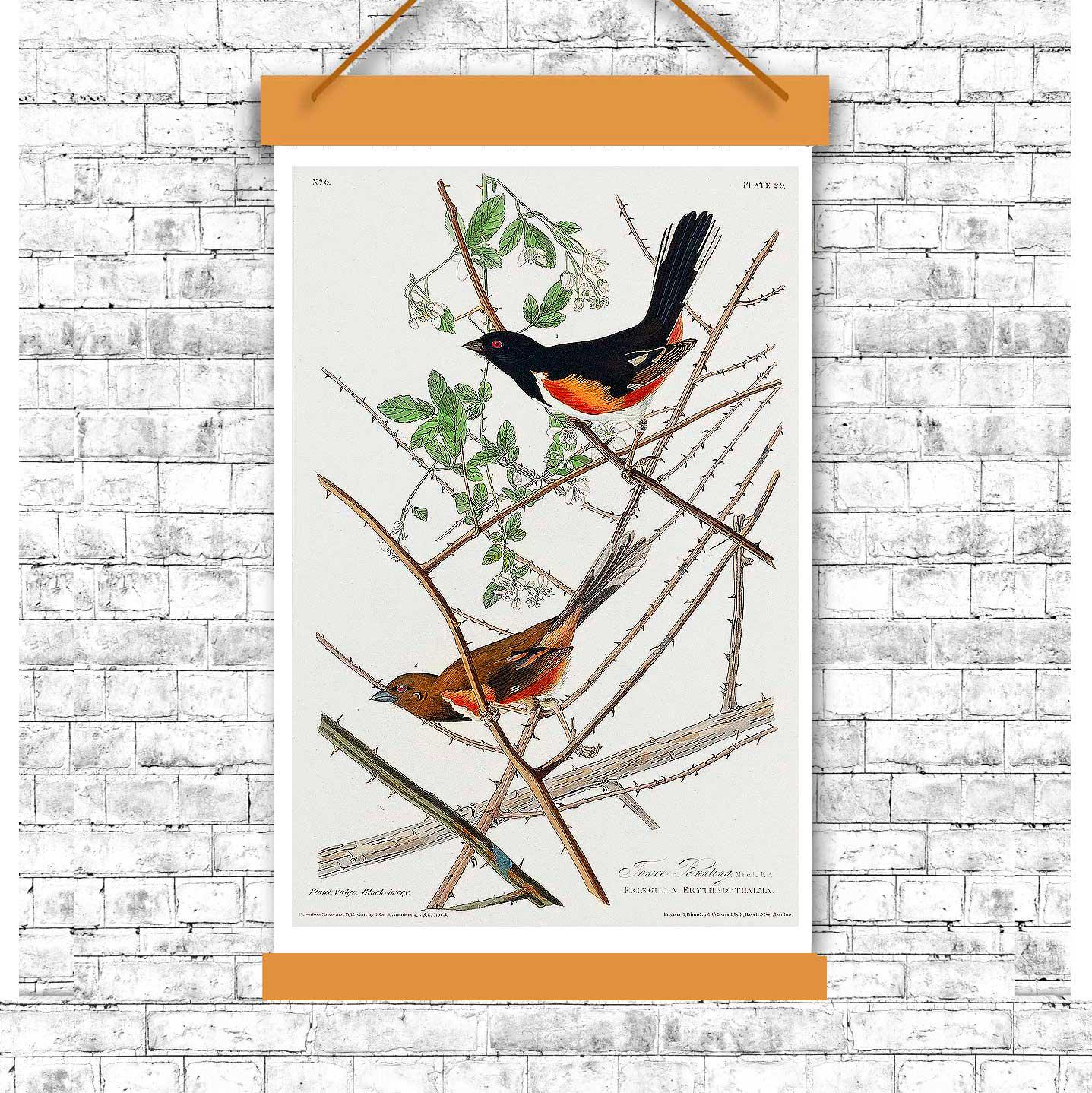 Towee Bunting by John J. Audubon