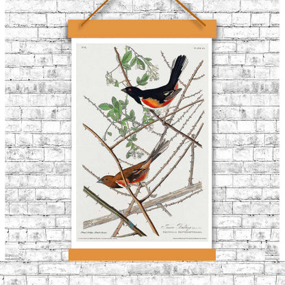 Towee Bunting by John J. Audubon