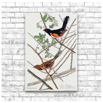 Towee Bunting by John J. Audubon