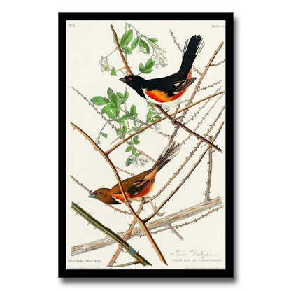 Towee Bunting by John J. Audubon