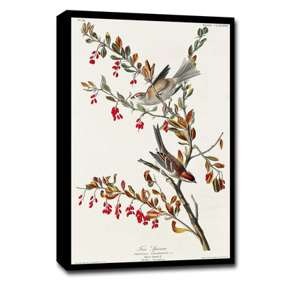 Tree Sparrow by John J. Audubon