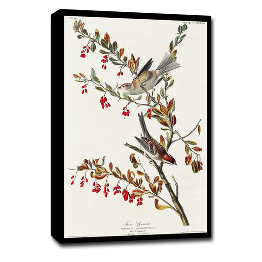 Tree Sparrow by John J. Audubon