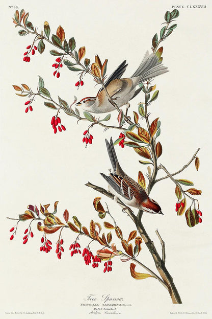 Tree Sparrow by John J. Audubon