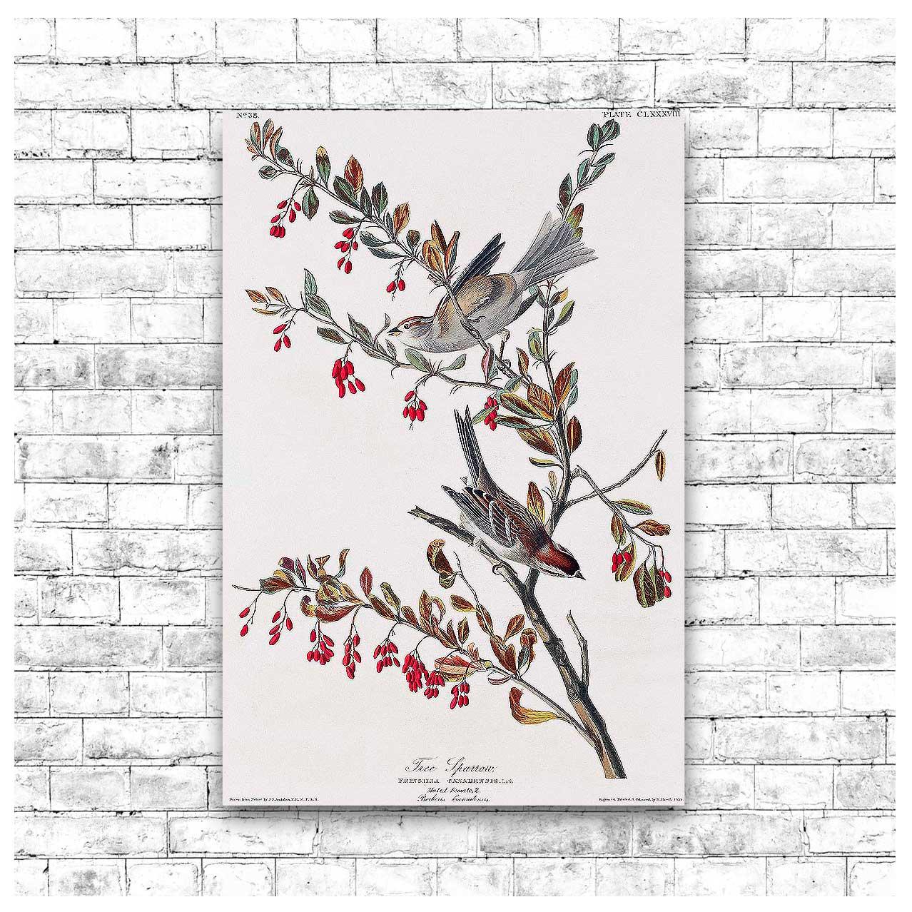 Tree Sparrow by John J. Audubon