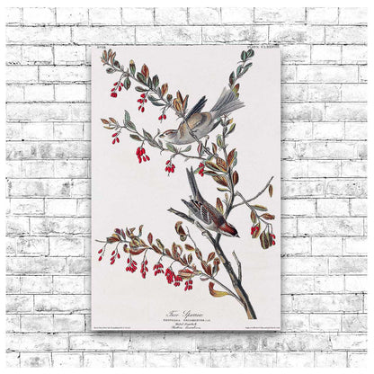Tree Sparrow by John J. Audubon