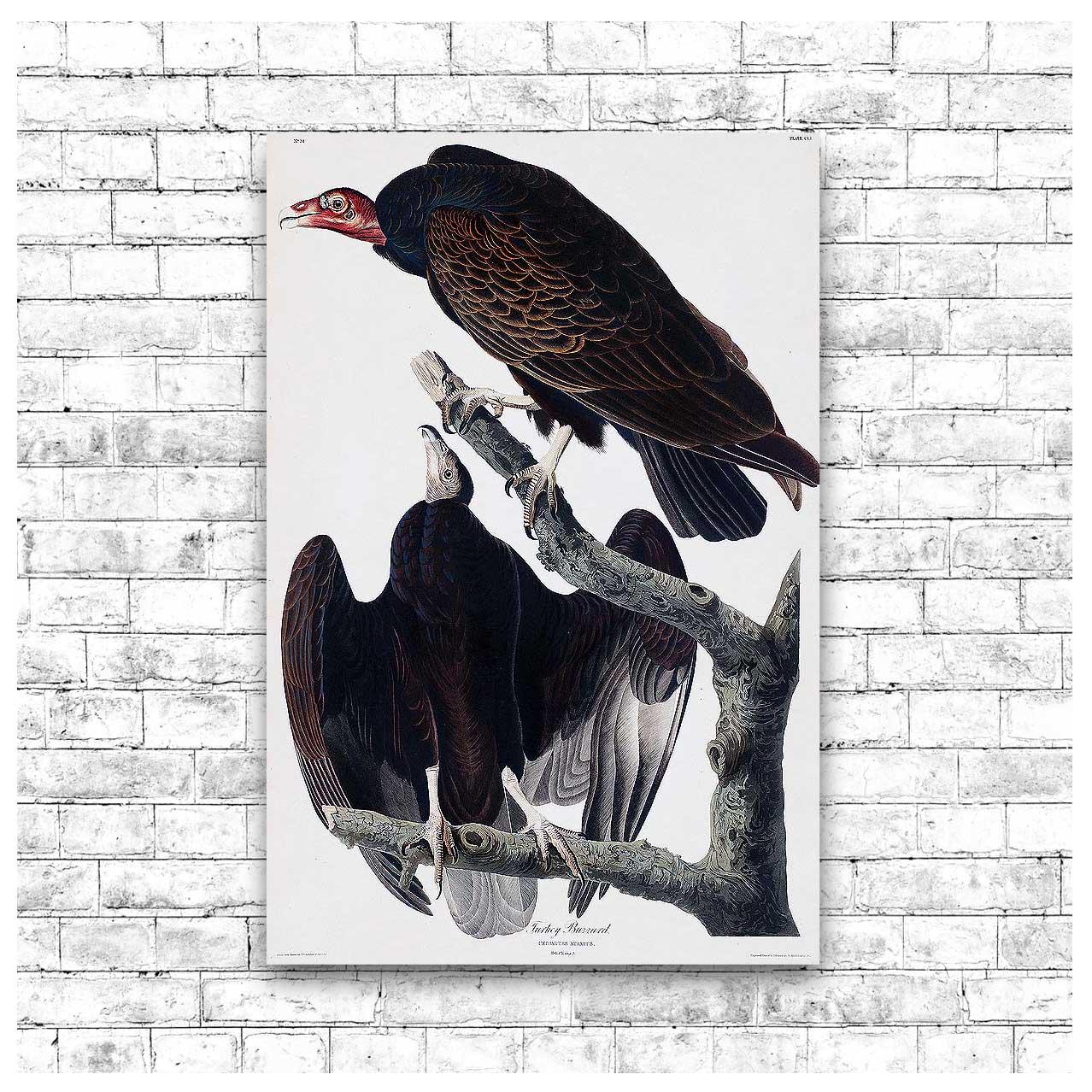 Turkey Buzzard by John J. Audubon