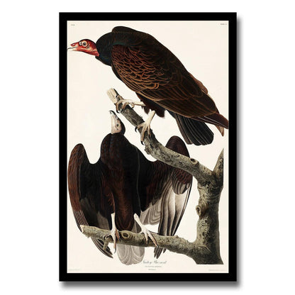 Turkey Buzzard by John J. Audubon