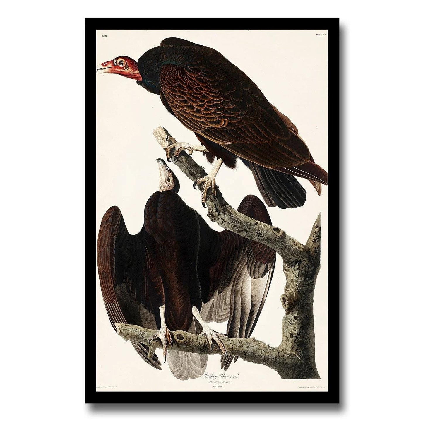 Turkey Buzzard by John J. Audubon