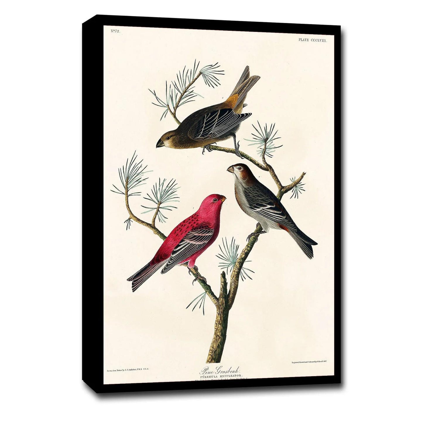 Pine Grosbeak by John J. Audubon