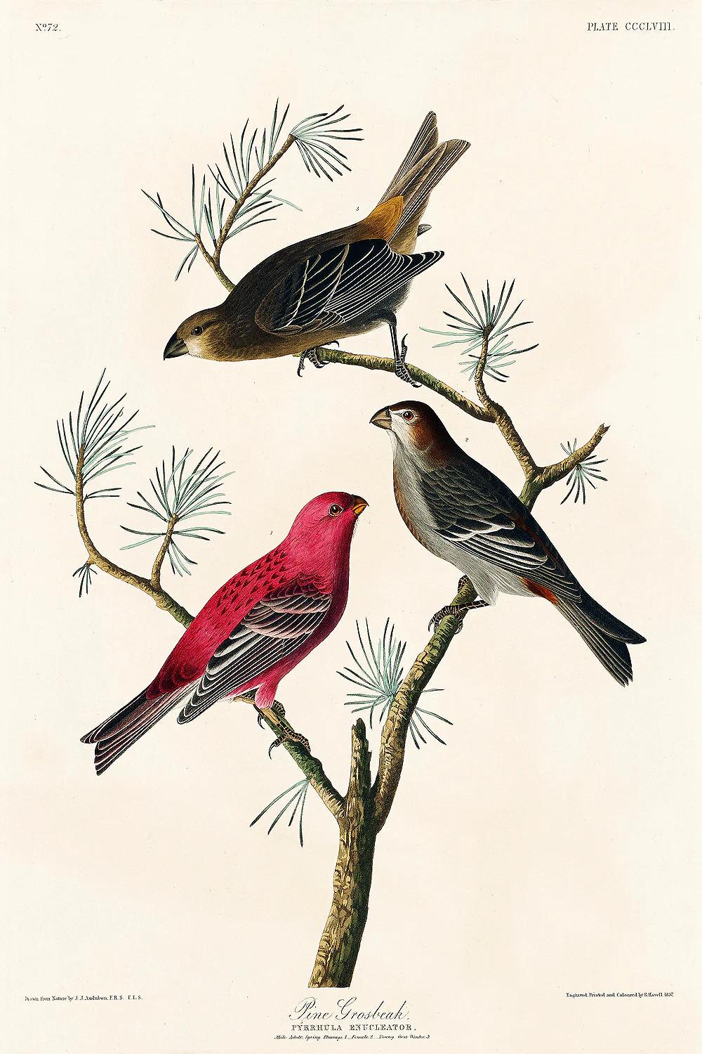 Pine Grosbeak by John J. Audubon