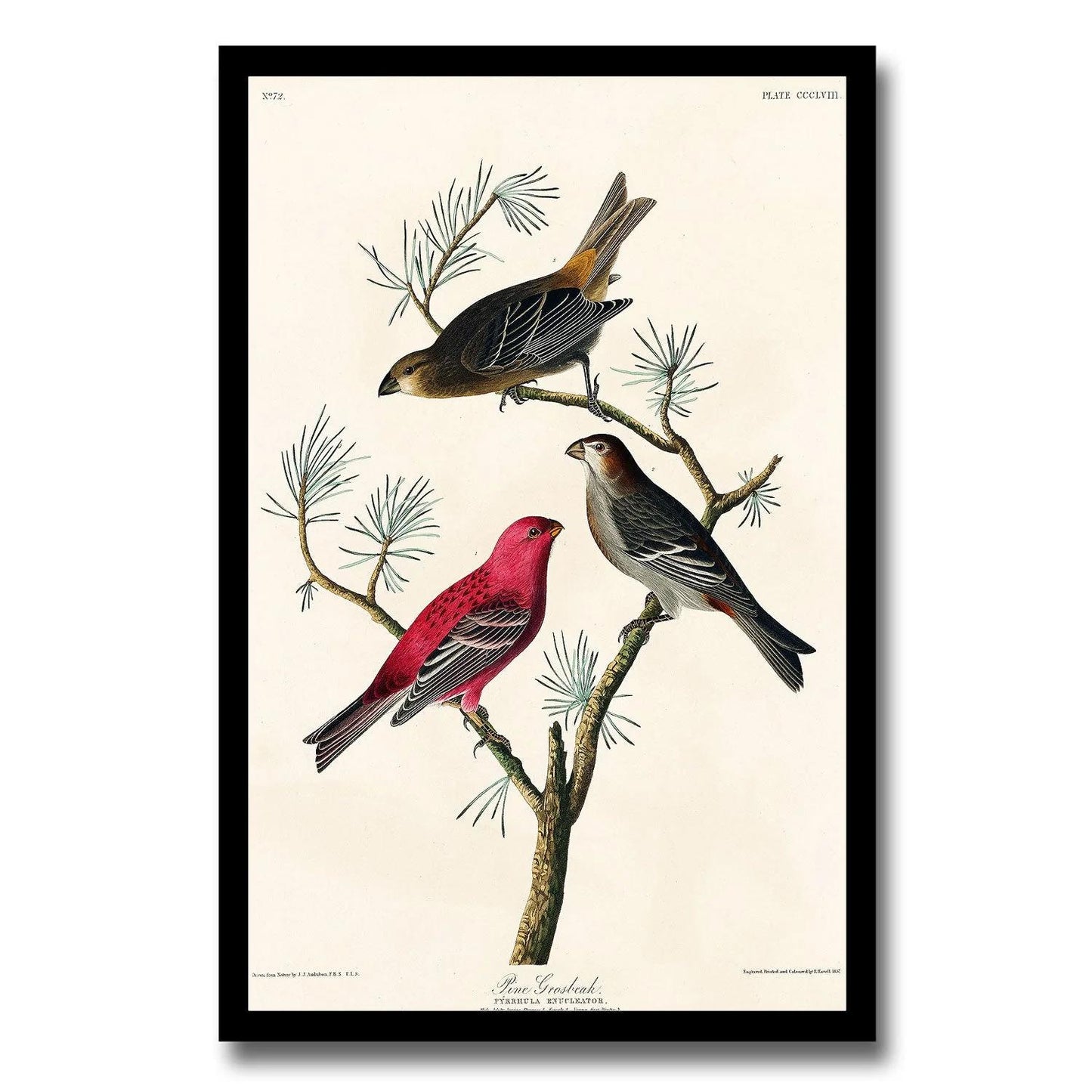 Pine Grosbeak by John J. Audubon