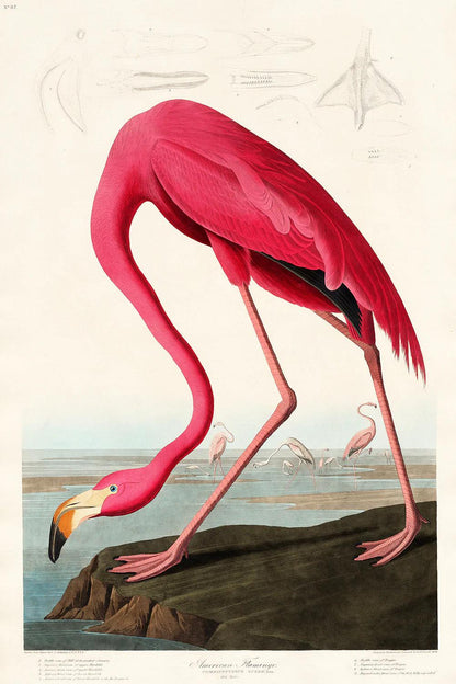 Pink Flamingo by John J. Audubon