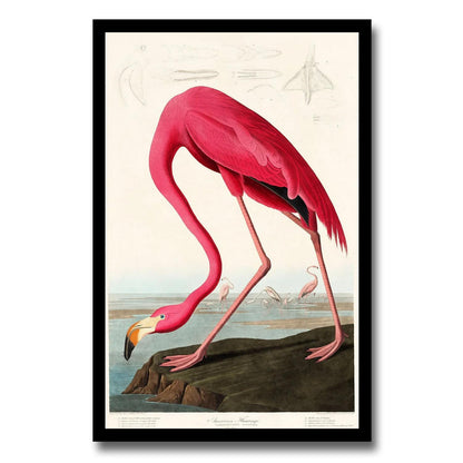 Pink Flamingo by John J. Audubon