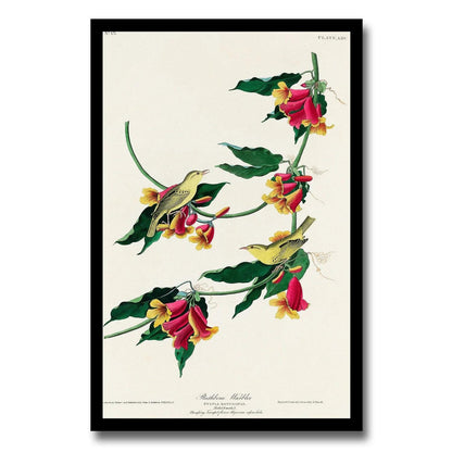 Rathbone Warbler by John J. Audubon