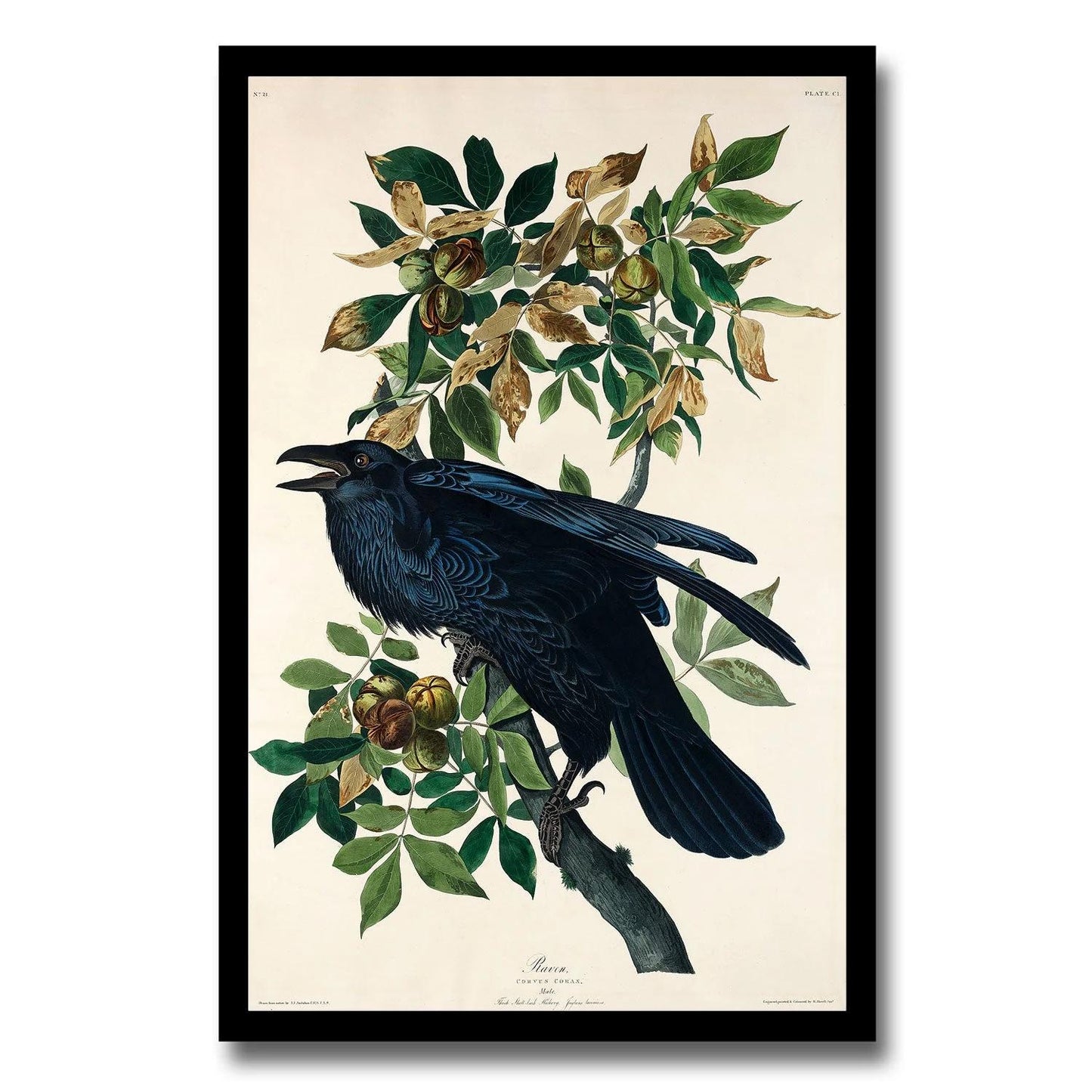 Rathbone Warbler by John J. Audubon