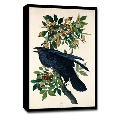 Raven by John J. Audubon