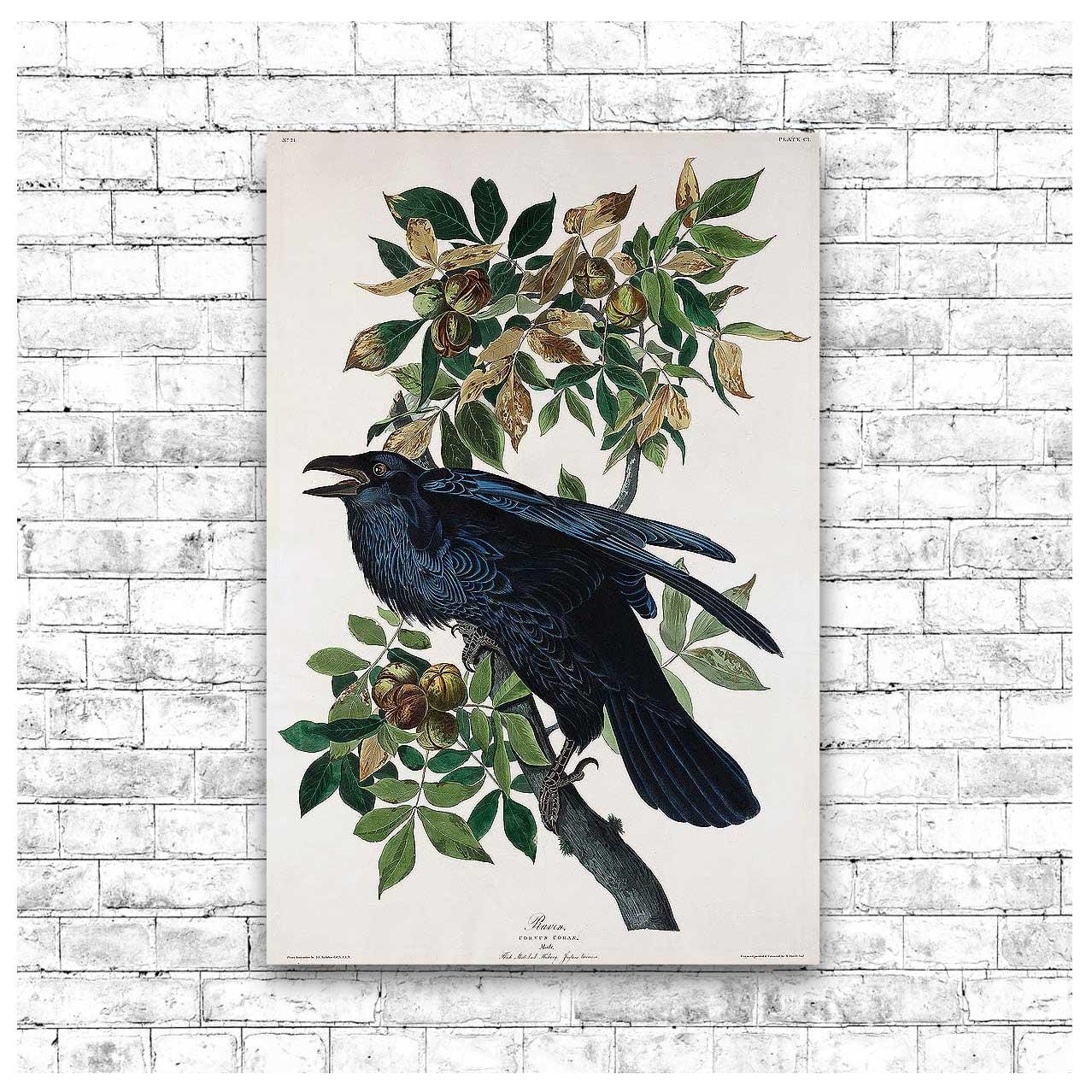 Raven by John J. Audubon