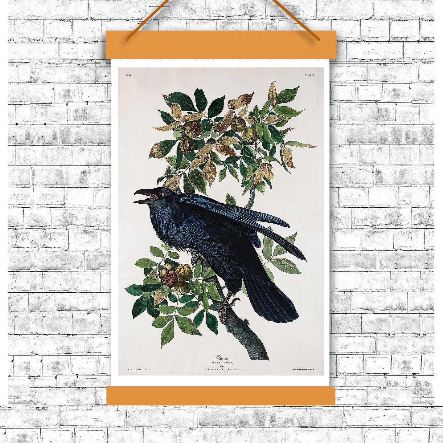 Raven by John J. Audubon