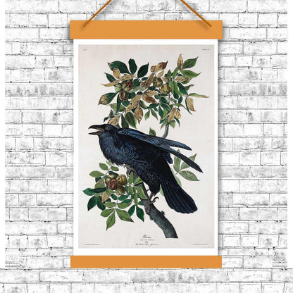 Raven by John J. Audubon