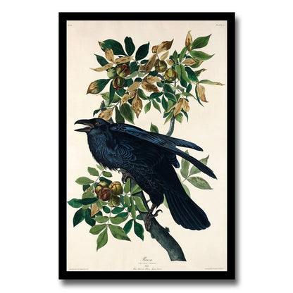 Raven by John J. Audubon