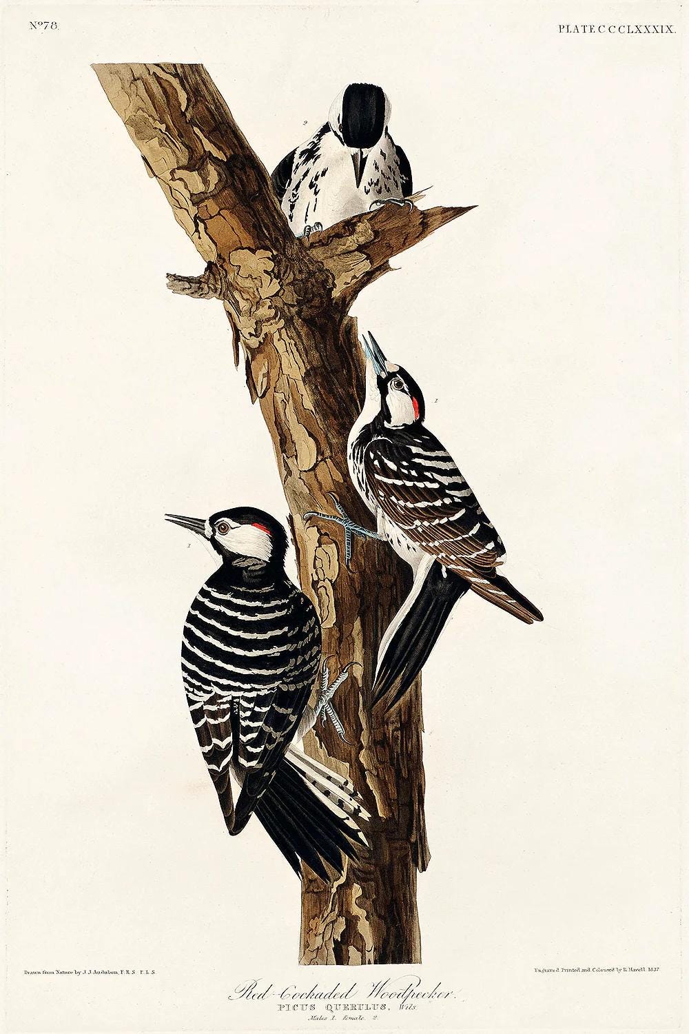 Red-Cockaded Woodpecker by John J. Audubon