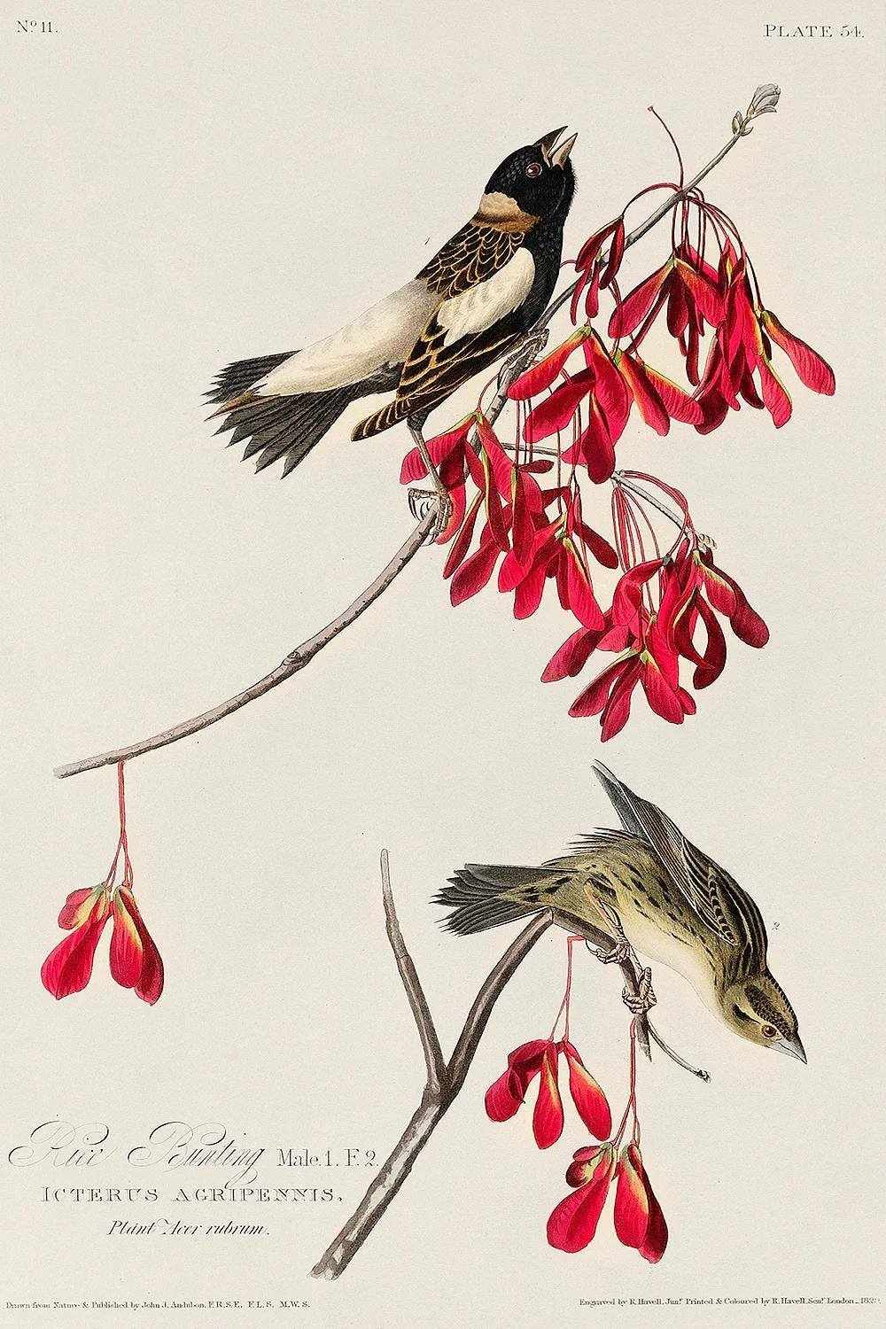 Rice Bird by John J. Audubon