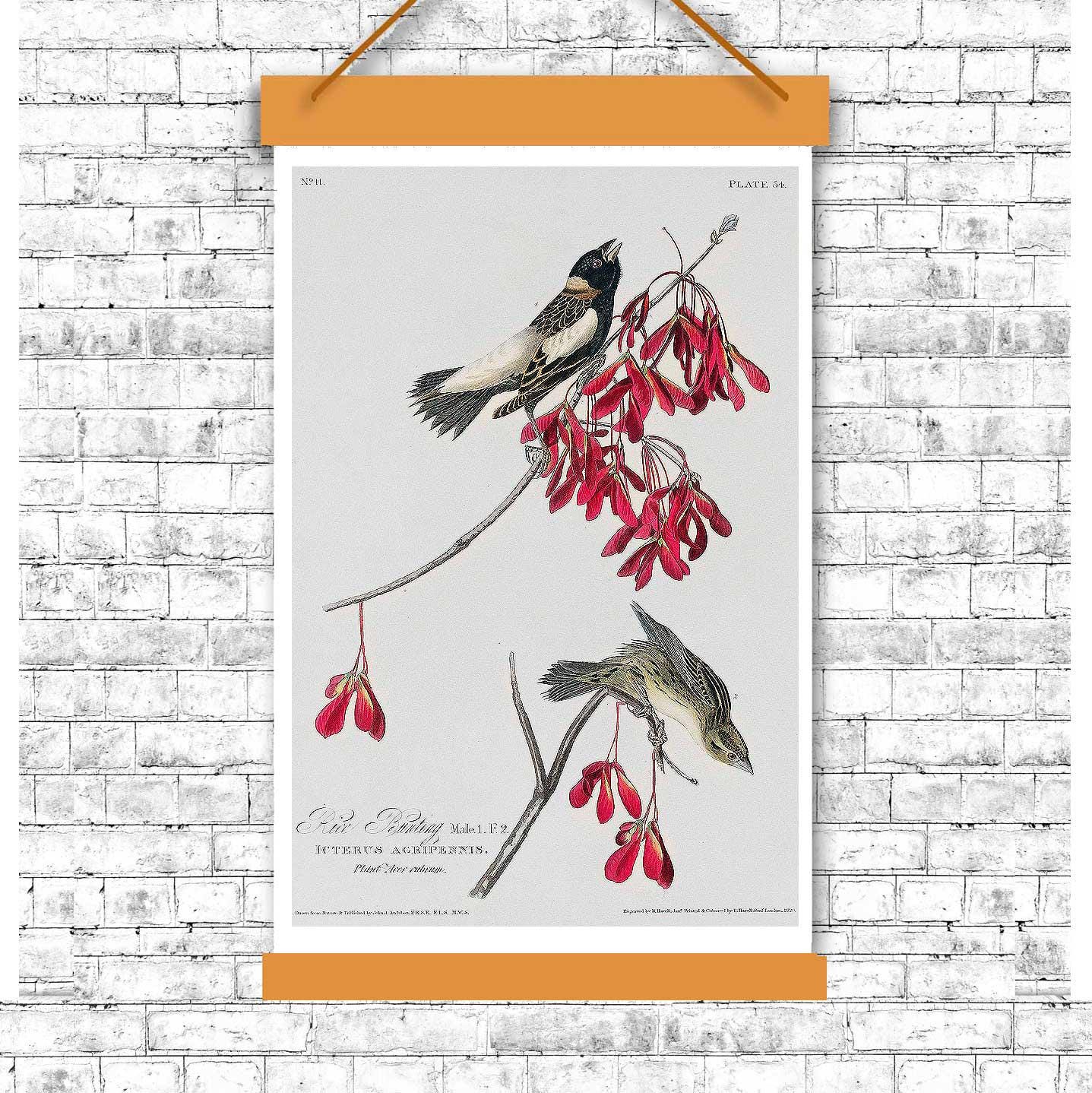 Rice Bird by John J. Audubon