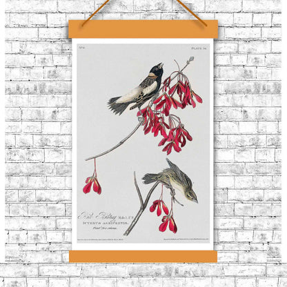 Rice Bird by John J. Audubon