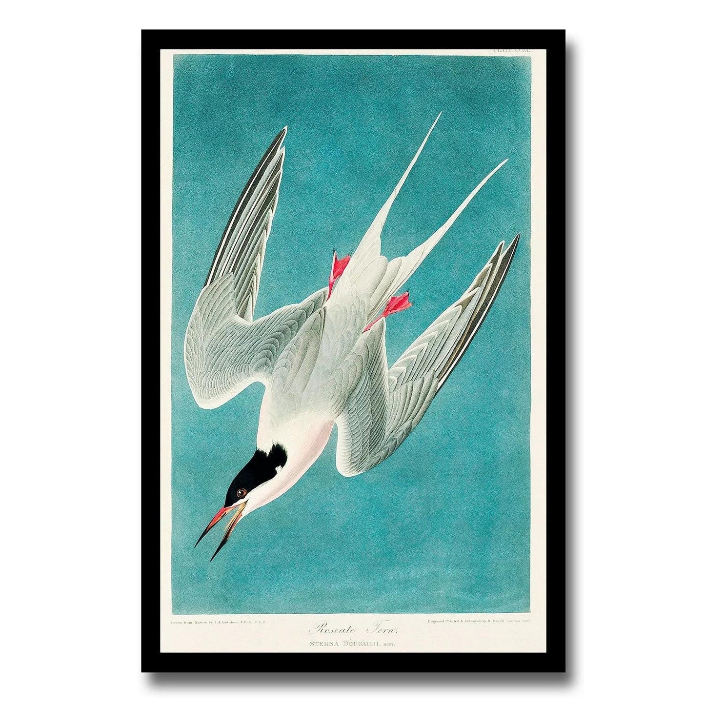 Rice Bird by John J. Audubon