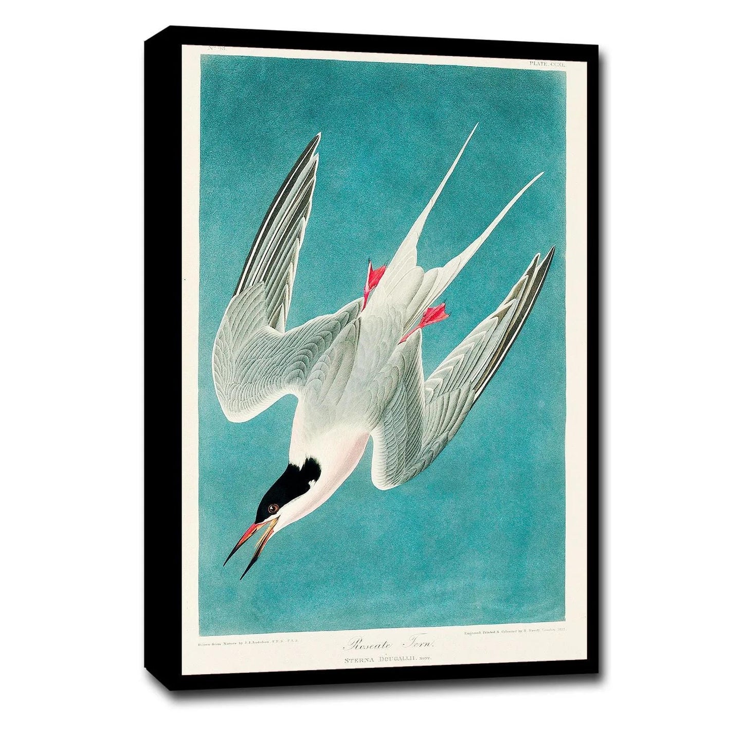 Roseate Tern by John J. Audubon